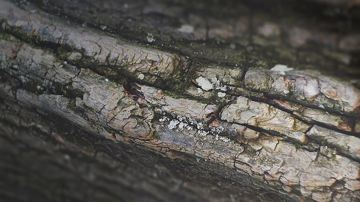 graue Baumrinde, ohne Titel, Makro, Bäume, HD-Hintergrundbild
