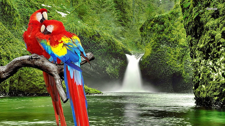 Birds, Scarlet Macaw, Bird, HD wallpaper | Wallpaperbetter