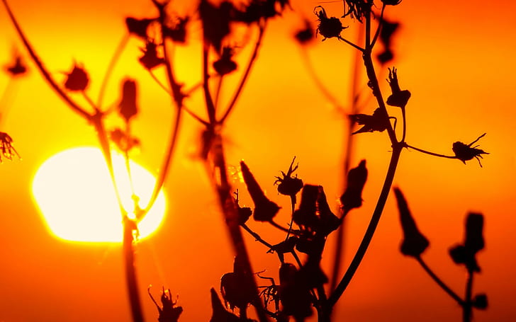 naturaleza plantas fotografía macro puesta de sol silueta, Fondo de pantalla HD