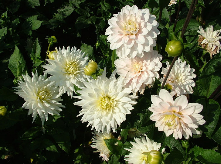 weiße Blütenblatt Blumenschmuck, Dahlien, Blumen, Blumenbeet, grün, Knospen, HD-Hintergrundbild
