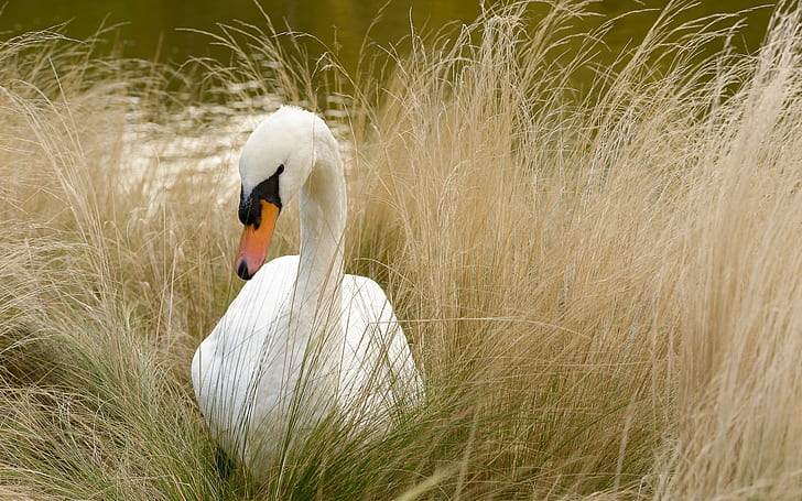 Beautiful White Swan, swan, white swan, HD wallpaper