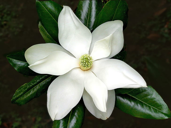 *** Beautiful White Magnolia Flower ***, natura, magnolia, kwiaty, biala, nature and landscapes, HD wallpaper