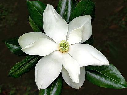 *** Красиво бяло цвете магнолия ***, природа, магнолия, kwiaty, биала, природа и пейзажи, HD тапет HD wallpaper