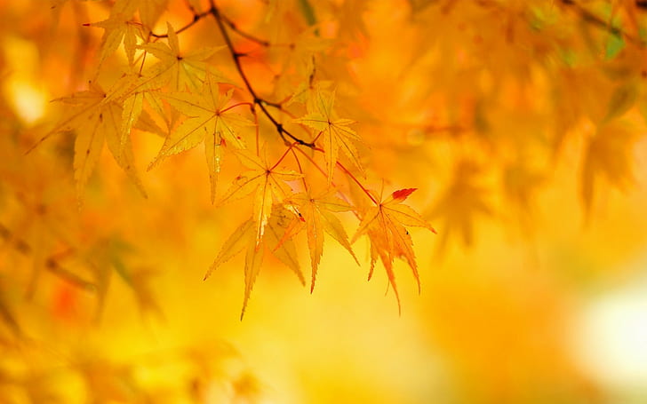 photography, 1920x1200, Leaf, fall, autumn, 4k wallpaers, HD wallpaper