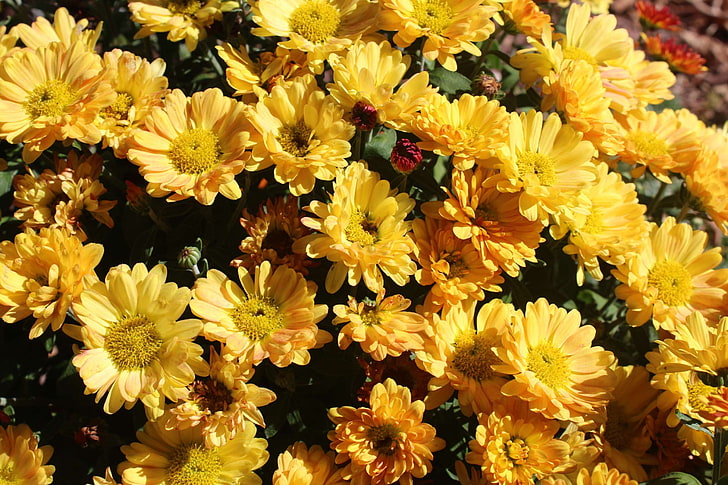 beautiful flowers, mum, yellow, HD wallpaper