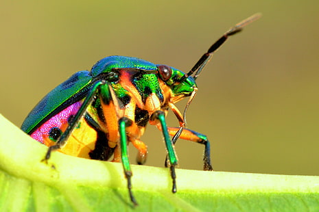 Tiere, Makro, Insekt, HD-Hintergrundbild HD wallpaper