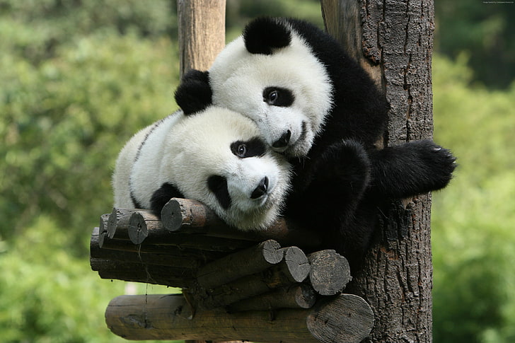 Panda, China, Panda Zoo gigante, Animales lindos, Fondo de pantalla HD