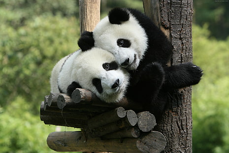Panda, China, Giant Panda Zoo, Cute animals, HD wallpaper HD wallpaper