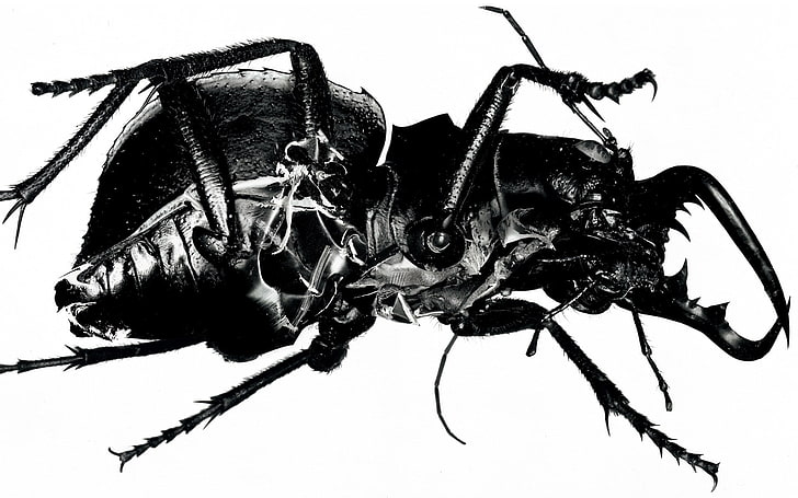 black and white skull print textile, album covers, cover art, Massive Attack , mezzanine, insect, HD wallpaper