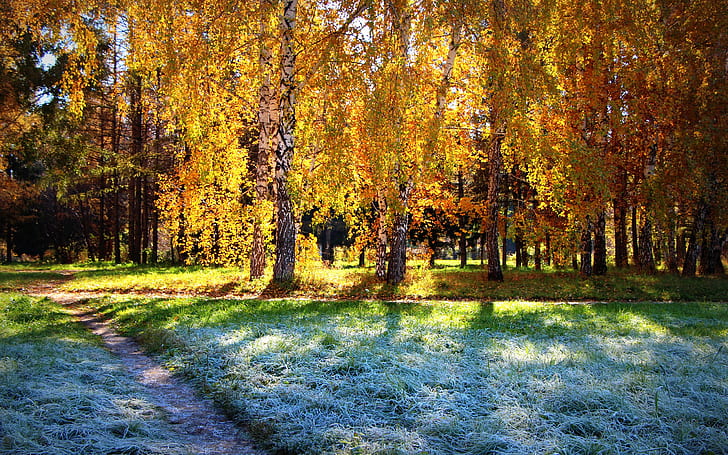 Birkenwald, Herbstsonnenschein, Birke, Wald, Herbst, Sonnenschein, HD-Hintergrundbild