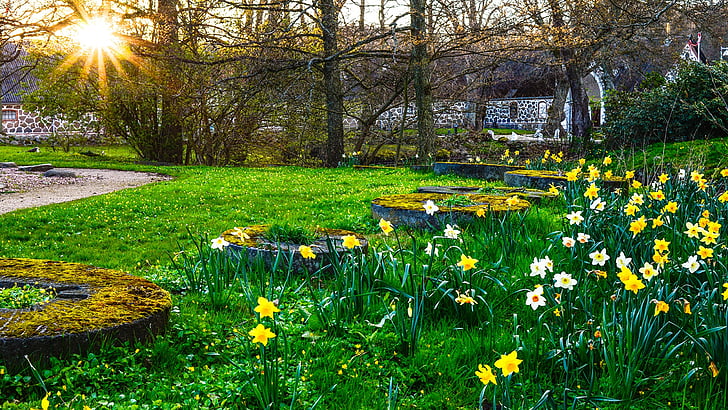 flores, molino, naturaleza, primavera, Tapety HD