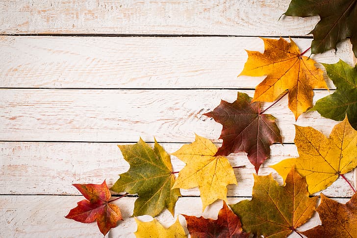 otoño, hojas, fondo, colorido, arce, madera, Fondo de pantalla HD