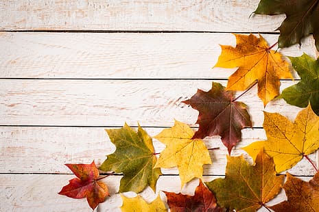 sonbahar, yapraklar, arka plan, renkli, akçaağaç, ahşap, HD masaüstü duvar kağıdı HD wallpaper