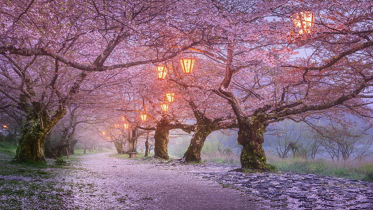 alberi, lanterne, fiori di ciliegio, giappone, primavera, fiori, Sfondo HD