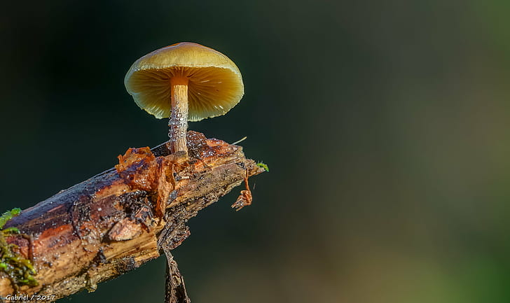 close up photography of mushroom on driftwood, close up photography, mushroom, driftwood, Sony DSC, DSC-RX10, III, Sony RX10, M3, macro, nature, fungus, forest, toadstool, close-up, HD wallpaper