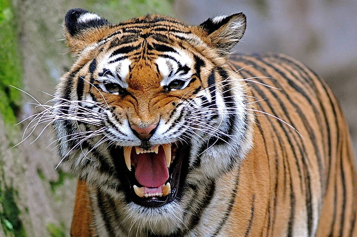 tigre marrom e branco, tigre, predador, sorriso, rugido, HD papel de parede