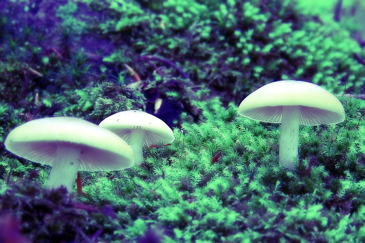 champignon, Fond d'écran HD