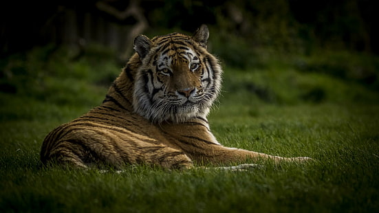 animais selvagens, tigre, mamífero, região selvagem, grama, gato grande, bigodes, HD papel de parede HD wallpaper