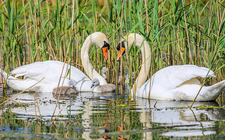 two white ducks, family, swans, Chicks, HD wallpaper