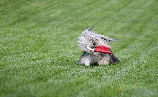 Fast And Furryous, long-coated gray dog, Animals, Pets, funny, pet, frisbee, animal, photography, catching, fun, fast, furryous, run, catch, yorkie, morkie, HD wallpaper HD wallpaper