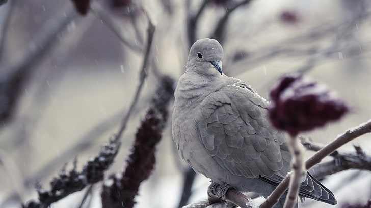 bird, dove, grey dove, branch, pigeon, tree, close up, snowfall, columbidae, sky, eurasian collared dove, winter, twig, eurasian dove, HD wallpaper
