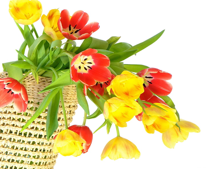 flores de tulipán amarillo y rojo y cesta de mimbre marrón, tulipanes, flores, flojo, ramo, cesta brillante, colorido, Fondo de pantalla HD