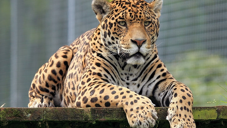 เสือดาวสีน้ำตาลและสีดำเสือดาวปากกระบอกปืนแมวตัวใหญ่ดวงตานักล่า, วอลล์เปเปอร์ HD