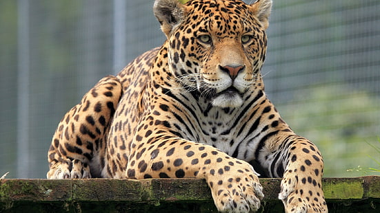 marrom e preto leopardo, leopardo, focinho, gato grande, olhos, predador, HD papel de parede HD wallpaper