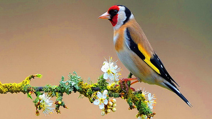 goldfinch, hewan, finch, burung, pemakan lebah, Wallpaper HD
