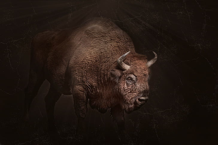 bison, animals, dark, horns, HD wallpaper