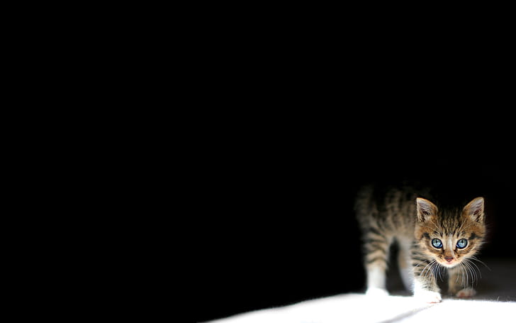 Cat Kitten Black HD, zwierzęta, czarny, kot, kotek, Tapety HD