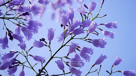 purple petaled flowers in closeup photography, nature, branch, blue, flower, tree, springtime, plant, HD wallpaper HD wallpaper