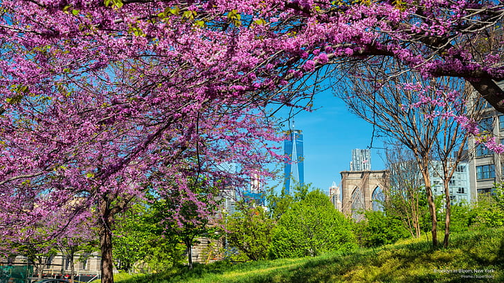 Brooklyn in Bloom, New York, Spring/Summer, HD wallpaper | Wallpaperbetter