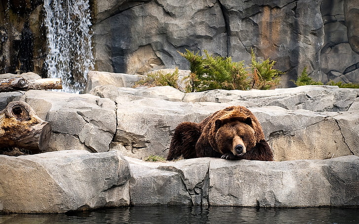 갈색 곰, 곰, 동물, HD 배경 화면