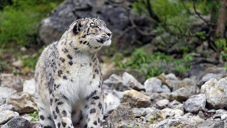 Leopardo delle nevi, pietre, neve, leopardo, pietre, Sfondo HD