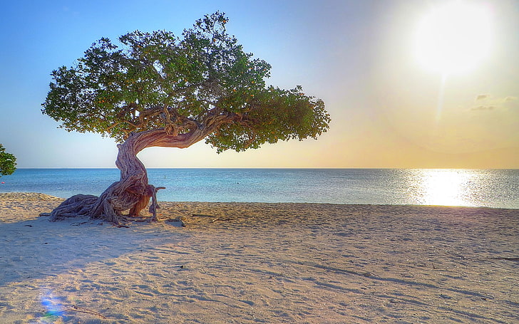 zielone drzewo liściaste w pobliżu brzegu morza, Aruba, plaża, dividivi, drzewa, morze, natura, horyzont, Tapety HD