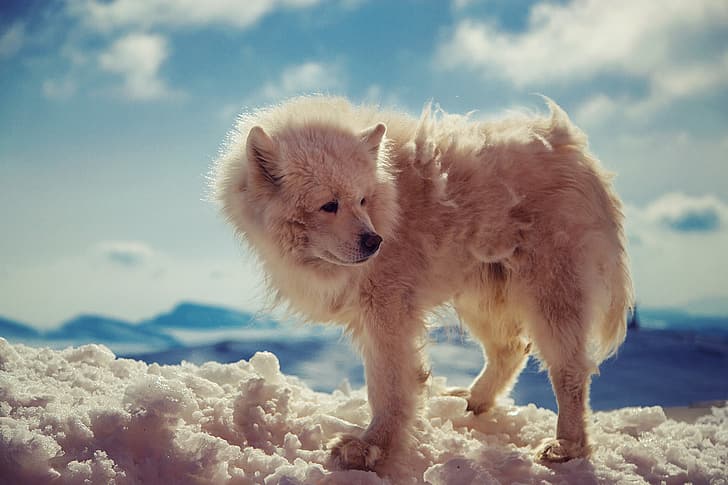 nature, dog, snow, bokeh, animal, wolf, wild, fur, Arctic wolf, close up, HD wallpaper