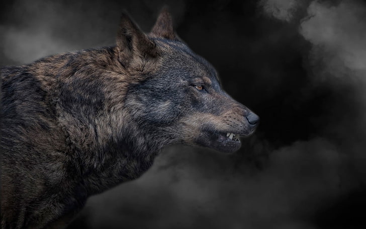 lobo negro y marrón, animales, lobo, Fondo de pantalla HD