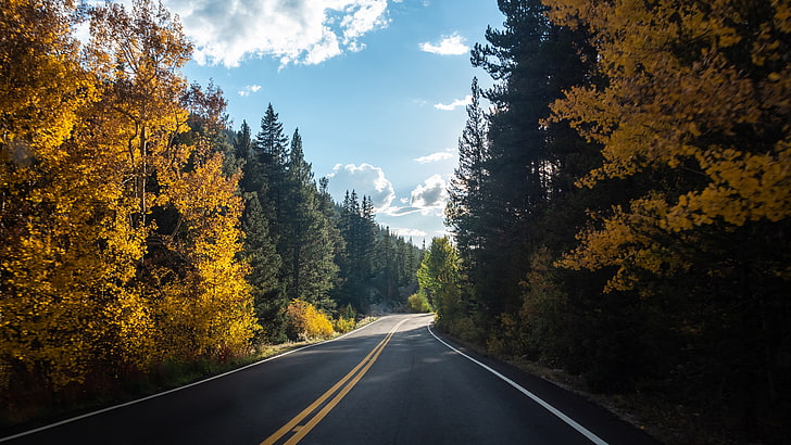 estrada, floresta, árvores, asfalto, paisagem, outono, HD papel de parede