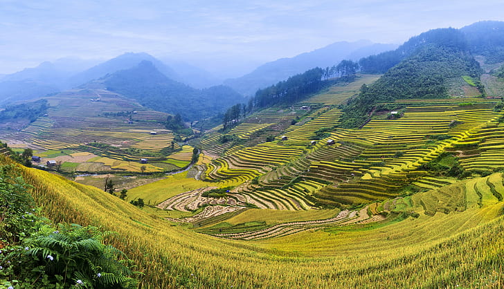 Montanhas, colinas, campos, terraços de arroz, montanhas, colinas, campos, verduras, plantações, HD papel de parede