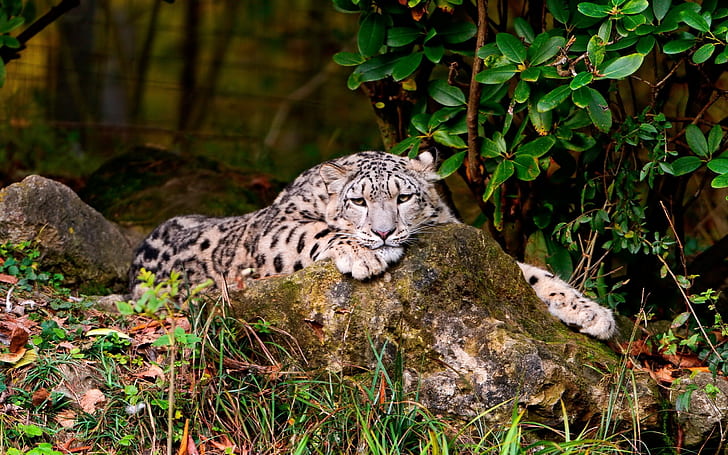 Leopard, gräs, stenar, liggande, HD tapet