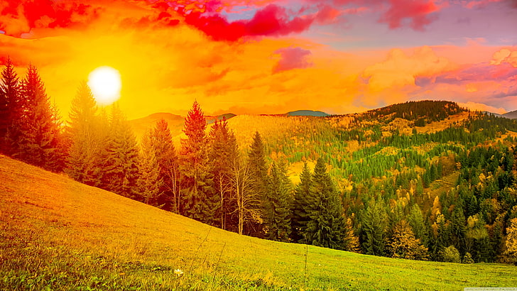 Wald, Natur, Sonnenaufgang, HD-Hintergrundbild