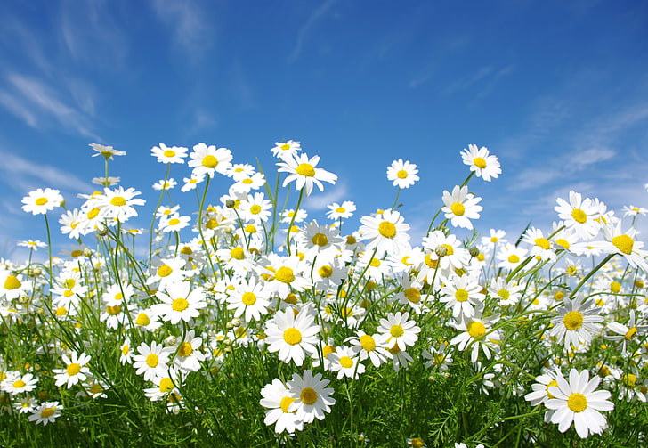 picture of daisy bushes, HD wallpaper