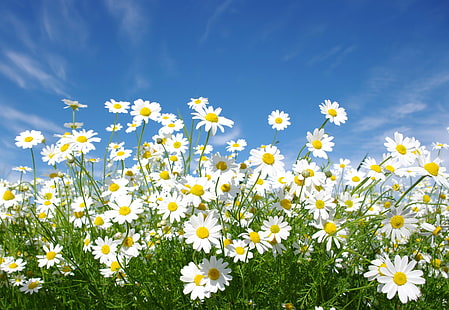 picture of daisy bushes, HD wallpaper HD wallpaper