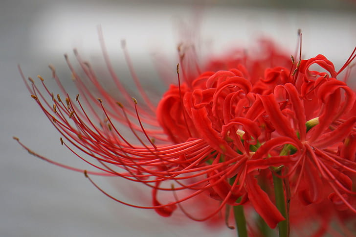 red Spider lily foto selektif-fokus, lily, merah, Wallpaper HD