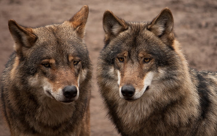 two black-and-brown wolves, animals, nature, wolf, HD wallpaper