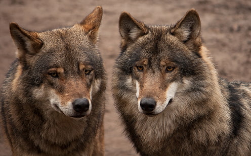 two black-and-brown wolves, animals, nature, wolf, HD wallpaper HD wallpaper