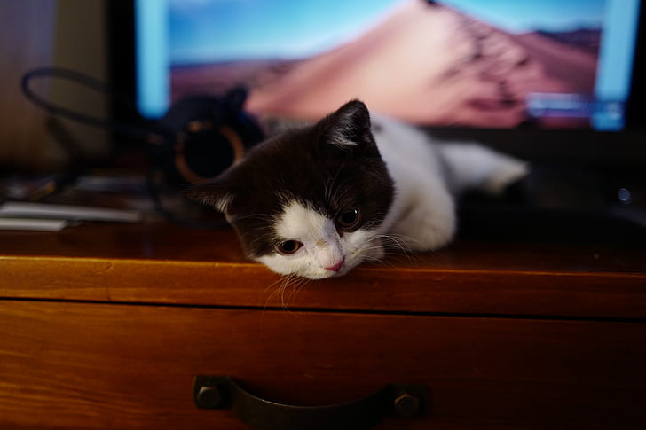 Katze, Pudge the Cat, Tiere, drinnen, HD-Hintergrundbild