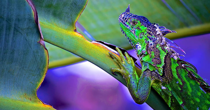 lagarto verde e azul na haste da folha, iguana, iguana, réptil, dragão, natureza, animais selvagens, HD papel de parede