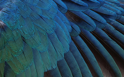 Feathers, Black, Background, Blue, HD wallpaper HD wallpaper